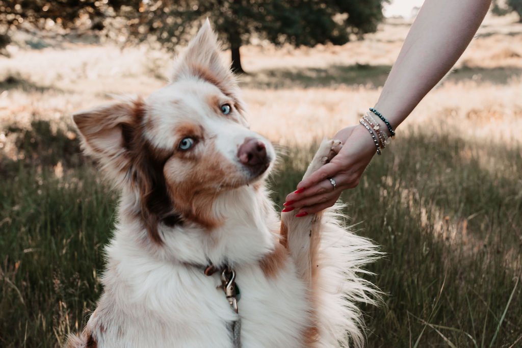 Training mit Herz und Verstand