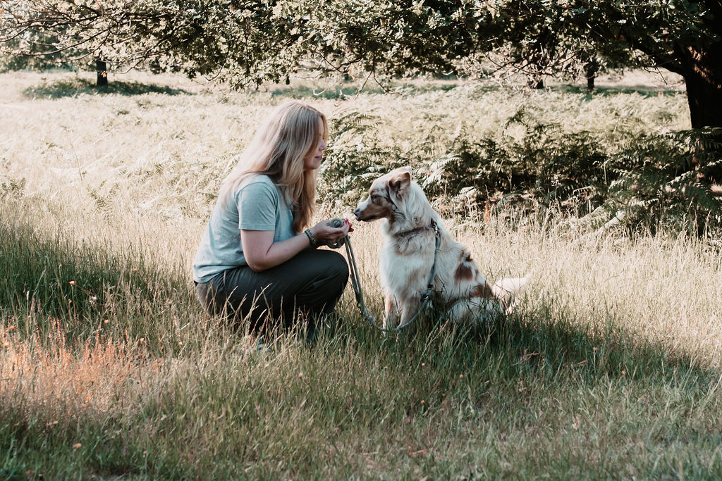 Professionelle Expertise in der Hundeerziehung