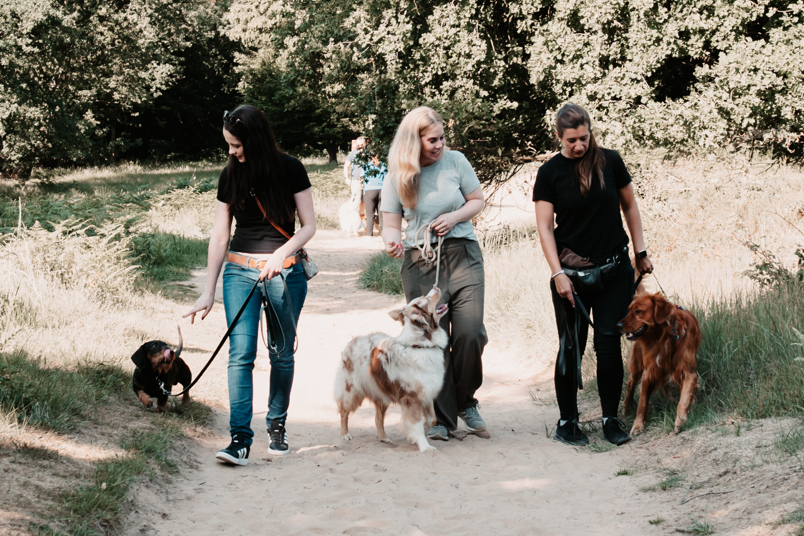 Der Hundeführerschein