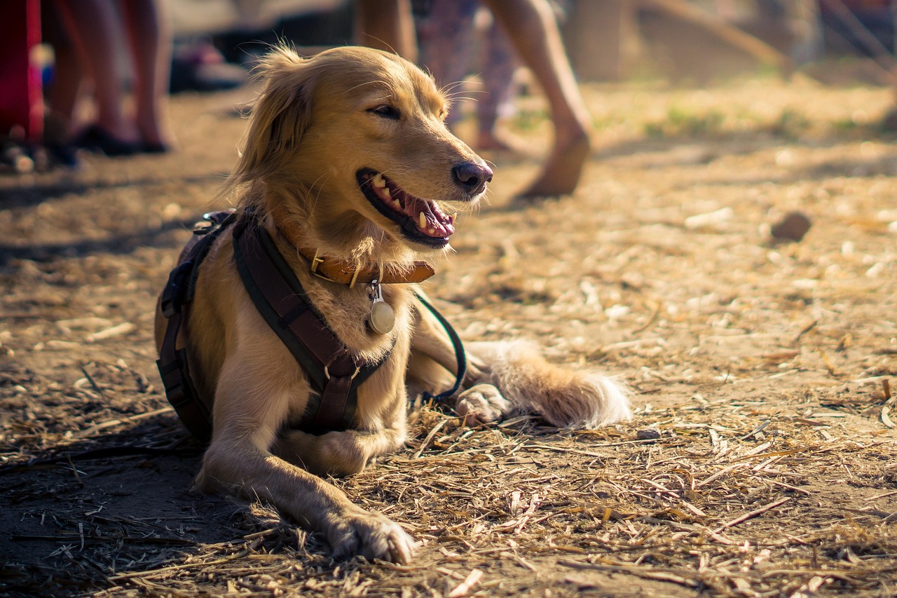 Hitze, Sommer, Hund,