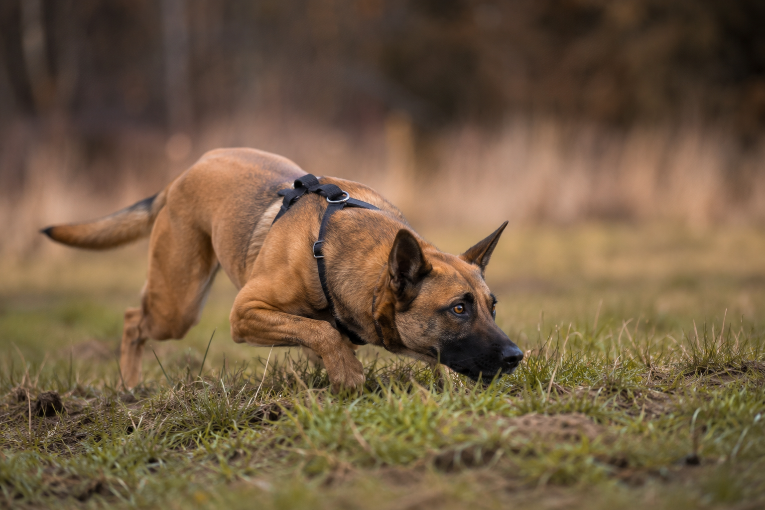 Jagdverhalten beim Hund